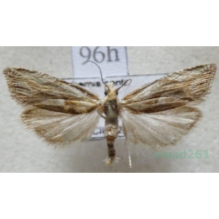 Eucosma cana (Haworth, 1811) Czech96h